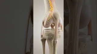 Thumbnail: Benefits of Eating Boiled eggs #doctor #anatomy #science