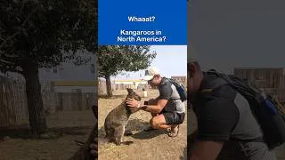 Thumbnail: Kangaroos in North America?