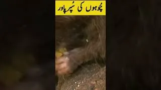 Thumbnail: The Hidden Superpower of Rats