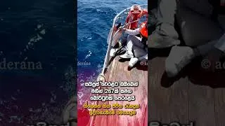 Thumbnail: සයිප්‍රස් වෙරළට ඔබ්බෙන් මගීන් 267ක් සමග බෝට්ටුවක් පෙරළෙයි | Ada Derana
