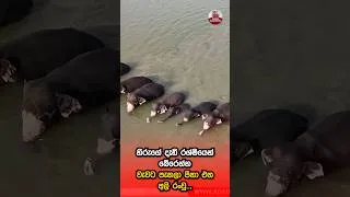 Thumbnail: හිරුගේ දැඩි රශ්මියෙන් බේරෙන්න වැවට පැනලා පීනා එන අලි රංචු...