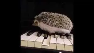 Thumbnail: Hedgehog Plays Piano. Jazz Style!