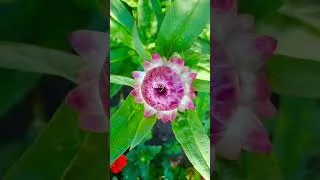 Thumbnail: July at the #allotment #allotmentgardeninguk #july #shorts