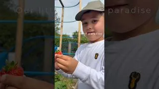 Thumbnail: #allotment #gardening #allotmentgardeninguk #shorts #shortsfeed