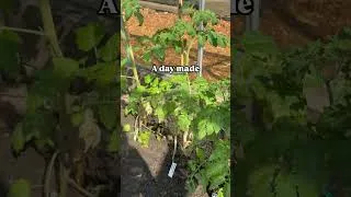 Thumbnail: #allotment #gardening #tomatoes #shortsfeed