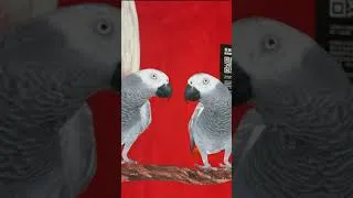 Thumbnail: African Grey Street Art + AR #BreaktheChainHK