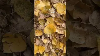Thumbnail: Slow living when the air starts feeling like 🍂🍁🕯️📖 😌 #englishcountryside