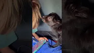 Thumbnail: Orphan Baby Goat Eating My  Hair - Funny Baby Animals #funnyanimals