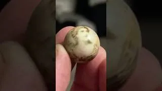 Thumbnail: We almost missed this Rare Marble while digging a 1890s site! #marbles #bottledigging #history