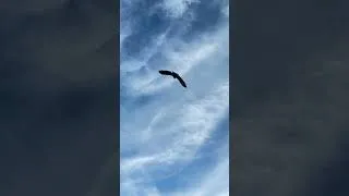 Thumbnail: Bald Eagle Catching Big Striper Colorado River on Heavy Flow Black Canyon Kayak tour