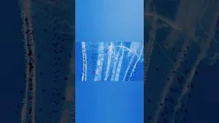 Thumbnail: Monterey Bay Aquarium Deep Sea #montereyca #deepsea #bioluminescence #usethisaudio