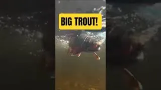 Thumbnail: Big Trout From a Hidden Pond #shortsfeed