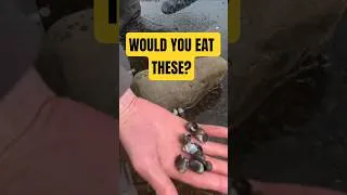 Thumbnail: Would You Eat These? 🐚  #shortsfeed