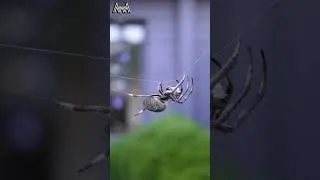 Thumbnail: AwA Critter Clip: Spider Tightrope Walking (Garden Orb Weaver) #shorts #spider #wildlife #nature