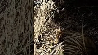Thumbnail: AwA Critter Clip - Short beaked Echidna #shorts #echidna #nature