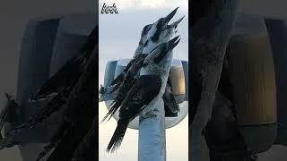 Thumbnail: AwA Critter Clip - 4 Laughing Kookaburras singing by the sea #shorts #birds #kookaburra #nature