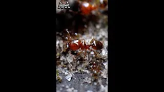 Thumbnail: AwA Critter Clip: Big headed Ants and White tailed Spider #shorts #ants #spider