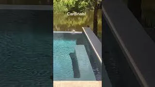Thumbnail: Kiawah Animals!