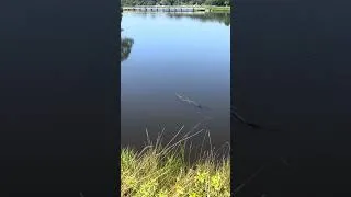 Thumbnail: Perfect Day in Kiawah!