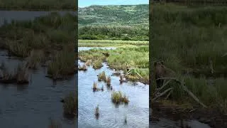 Thumbnail: Grizzly bears noticing each other in Katmai 🐻