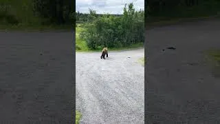 Thumbnail: Grizzly walking down the hiking path at Katmai in Alaska 🐻