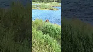 Thumbnail: Up close Grizzly! Katmai National Park 🐻