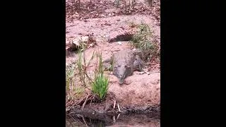 Thumbnail: Channel Promo [ Crocodiles, koalas, scenery
