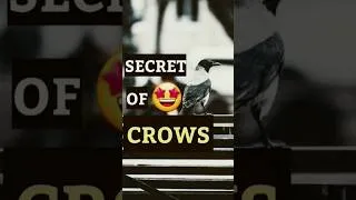 Thumbnail: THIS CROW WILL BLOW YOUR MIND😲🔥 #shorts