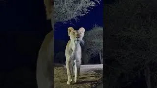 Thumbnail: Lion Comes Straight Up to the Camera! 😳🦁