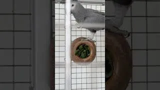 Thumbnail: Tearing up Collard Greens | Enrichment