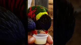 Thumbnail: How Much Does A Lorikeet Cost?! #birds