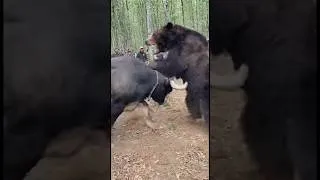 Thumbnail: Bull vs Grizzly
