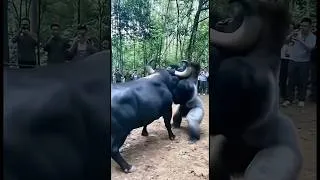 Thumbnail: Bull vs Grizzly