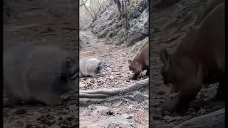 Thumbnail: Pallas’s Cat vs Fossa — Ultimate Wild Clash!