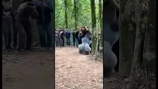 Thumbnail: King Kong vs Giant Bear – Who Wins?! 🤯