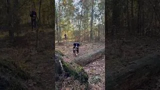 Thumbnail: Forest playtime 🐶🌳🪾 #bernesepuppy #puppy #doglife #forest #puppylove #bernesemountaindog #shorts