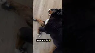 Thumbnail: A good or bad dream 🤔🐶#puppy #bernesemountaindog # #bernesepuppy #dreams #dream #shorts #asmr
