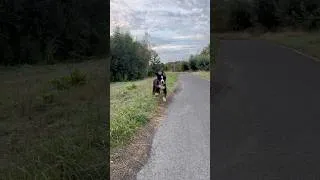 Thumbnail: Slomotion flip flop ears 🤪🐶  #puppy # #bernesepuppy #slowmotion #shorts