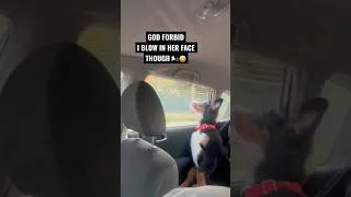 Thumbnail: Make it make sence 🤪 #puppy #bernesepuppy #windowseat #bernesemountaindog #shorts #puppylife #cute