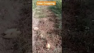 Thumbnail: What is Inter Cropping