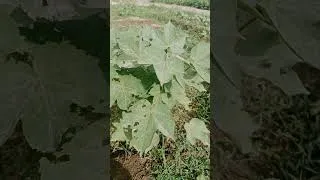 Thumbnail: Desi & American Cotton difference