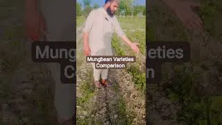 Thumbnail: Mungbean Varieties Comparison