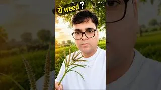 Thumbnail: Ye Weed? #science #agriculture #facts