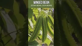 Thumbnail: Winged Bean#vegetables#farming#WingedBean#GrowWingedBean#SquareBean#fypシ #fypシ゚viral#garden#farming