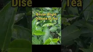 Thumbnail: Blister Blight Disease of Tea #agriculture #tea