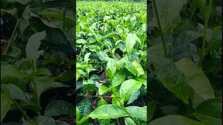 Thumbnail: Tea Farming #newmusic #fypシ #fypシ゚viral #tea #teafarm #teafarming #teaculture #teaplantations