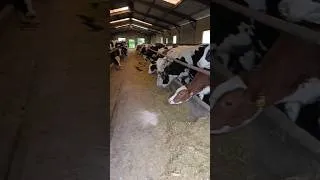 Thumbnail: Cattle Farm #cow #cattle #cattlefarm #cattleworld #cattlefarming #cowvideos