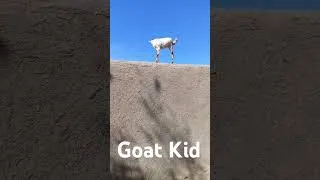 Thumbnail: #goat #shorts #goatkid #viarlshort