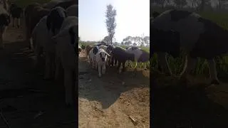 Thumbnail: Hollywood ram running video viral#ram #dunba #hollywood #hollywoodram