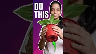 Thumbnail: Stop Killing Your Plants! The Right Pot Size & Drainage Explained 🪴